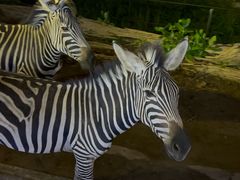 -清迈夜间动物园