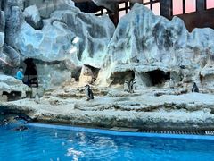 -帝企鹅自助餐厅•儿童岛•真企鹅(长隆企鹅酒店)