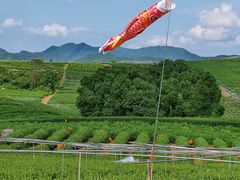 -龙坞茶村
