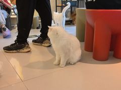 -平行世界·猫咖(首经贸店)
