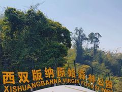 -西双版纳原始森林公园