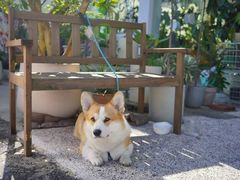 -肥朵食堂(带梦胡同店)