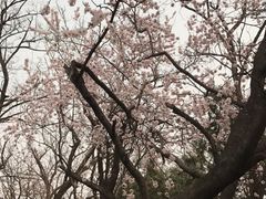-北京鹫峰国家森林公园