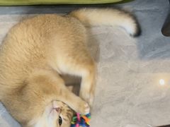 -猫大福·Fortune Cat猫舍(百子湾店)
