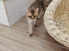 -李小姐の猫咖啡馆(五角场店)