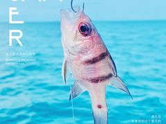 -深圳海钓·深圳钓鱼·拓展聚会鱼排