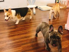 -柯斗斗主题餐厅·狗咖·围炉煮茶·茶饮(国瑞升平里店)