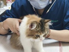 -瑞派康怡24h宠物医院·犬猫医疗中心·微创绝育(瑞景分院)