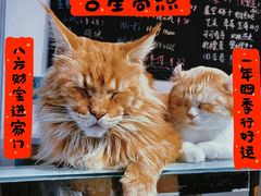 -Heymao猫咖.咖啡厅(东门店)