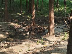 -白水寺森林公园