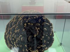 -上海大汉灵芝保健品有限公司
