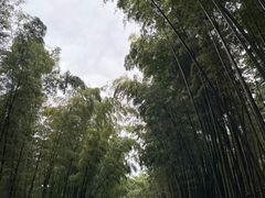 -蜀南竹海景区