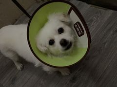 -佳雯宠物医院(四明中路分院)