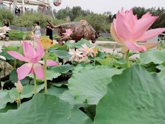 -白洋淀景区