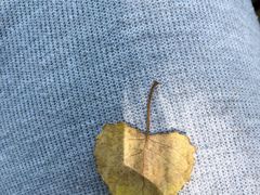 -合肥滨湖国家森林公园