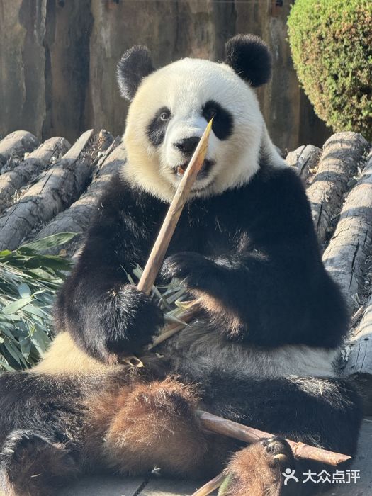 大连森林动物园图片