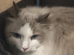 -瑞派·关忠动物医院·猫专科·犬专科(三环新城店)