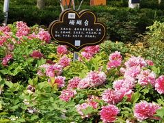 -洛阳市隋唐城遗址植物园