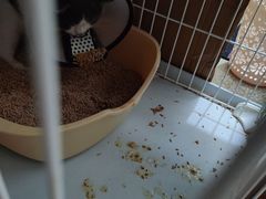 -创凡宠物医院·骨专科  猫科中心(西乡分院)