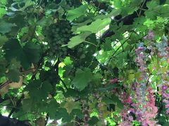 -北京呀路古热带植物园