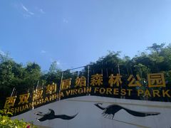 -西双版纳原始森林公园
