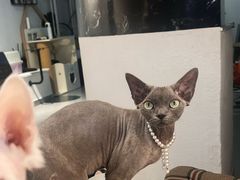 -琪喵猫屋·撸猫猫咖·猫舍