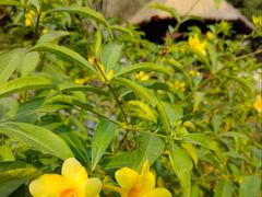 -深圳国际园林花卉博览园