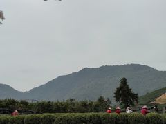 -龙坞茶村