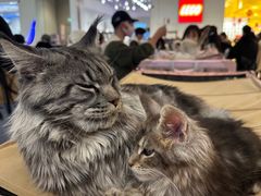 -龙湖成都上城天街