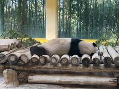 -杭州野生动物世界