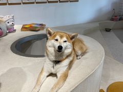 -柴务处·柴犬主题狗咖