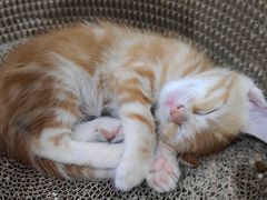 -萌兽医馆·宠物医院·猫骨科(创景店)