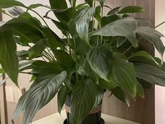 -耳湾躺式采耳SPA馆(保利五月花店)