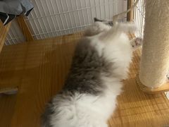-瑞鹏宠物医院·骨外科·心肾科·肿瘤科(九亭店)