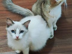-楼上猫咖(罗湖店)