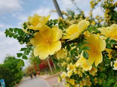 -大兴滨河森林公园