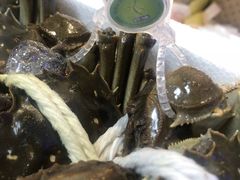 -黄记大闸蟹专卖店·活蟹·醉蟹