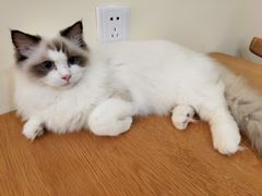 -滚猫咖啡·猫咖·猫友好撸猫(未来城店)