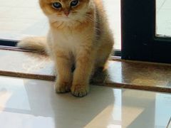 -lincat·猫舍(广州店)