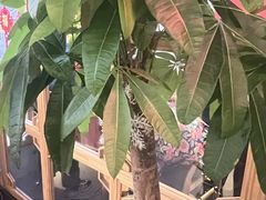 -渝蛙馆(新百店)