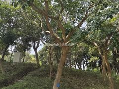-中山市树木园