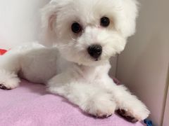 -PETKIT小佩宠物·低压洗护(国顺东路店)