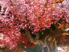 -寻钵记民菜馆·正宗常德钵子菜(滨湖路店)