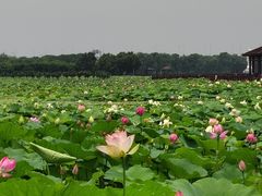 -荷塘月色湿地公园·向阳花洲
