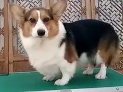 -皇家名犬舍