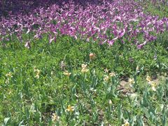 -长春公园(普阳街道)