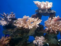 -烟台海昌鲸鲨海洋公园