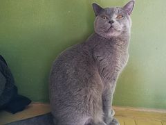 -猫猫幼稚园·撸猫·桌游·电玩