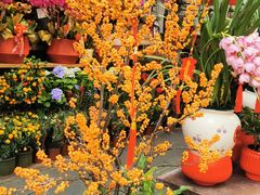 -溪岸路花鸟市场