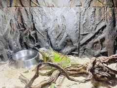 -绿色星球动物主题公园